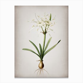 Vintage Streambank Spiderlily Botanical on Parchment Canvas Print