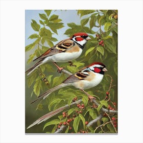 House Sparrow 2 Haeckel Style Vintage Illustration Bird Canvas Print