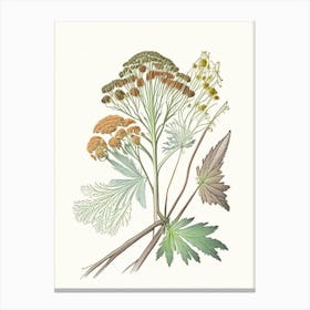 Angelica Root Spices And Herbs Pencil Illustration 1 Canvas Print