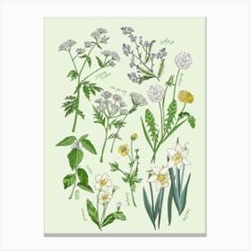 Spring Flora Green & Cream Canvas Print
