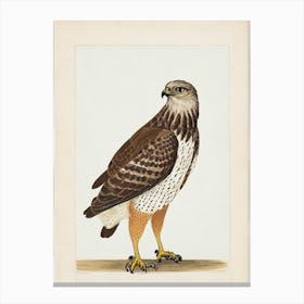 Hawk Illustration Bird Canvas Print