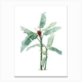Vintage Scarlet Banana Botanical Illustration on Pure White n.0050 Canvas Print