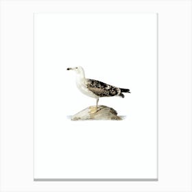 Vintage Great Black Backed Gull Bird Illustration on Pure White Canvas Print