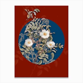Vintage Botanical Reddish Rosebush on Circle Blue on Red n.0208 Canvas Print