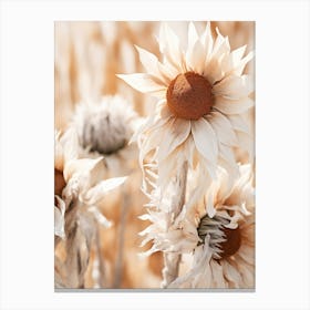 Boho Dried Flowers Sunflower 5 Canvas Print