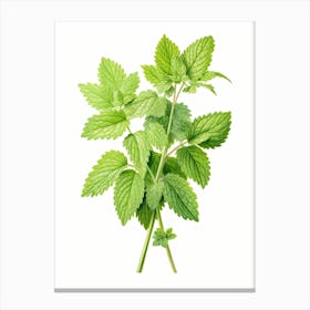 Lemon Balm Vintage Botanical Herbs 3 Canvas Print