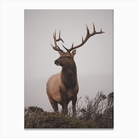 Elk Scenery Canvas Print