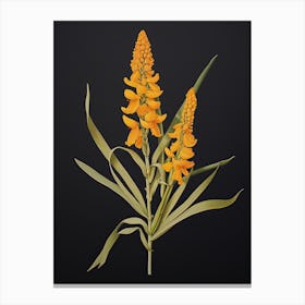 Turmeric Vintage Botanical Herbs 1 Canvas Print