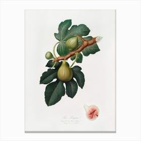 Fig (Ficus Carica Sativa) From Pomona Italiana (1817 - 1839), Giorgio Gallesio 2 Canvas Print