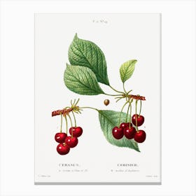 Cherry, Pierre Joseph Redoute Canvas Print