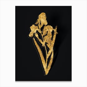 Vintage Elder Scented Iris Botanical in Gold on Black Canvas Print