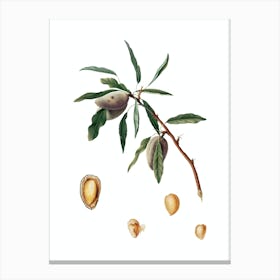 Vintage Almond Botanical Illustration on Pure White n.0418 Canvas Print