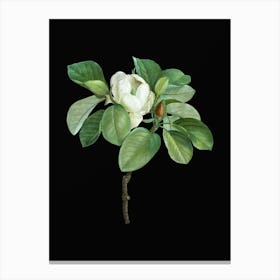 Vintage Magnolia Elegans Botanical Illustration on Solid Black n.0254 Canvas Print