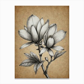 Magnolia 2 Canvas Print