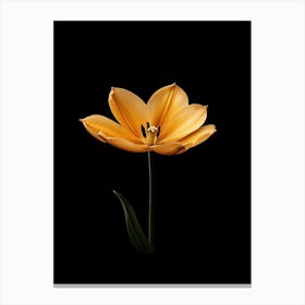 Tulip 7 Canvas Print