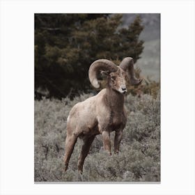 Colorado Bighorn Sheep Canvas Print