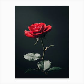 Single Red Rose 5 Canvas Print