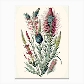 Gayfeather Wildflower Vintage Botanical Canvas Print