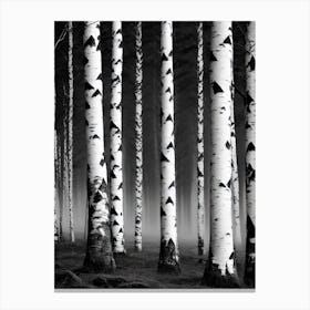 Birch Forest 65 Canvas Print