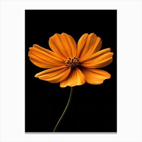 Orange Flower On Black Background 1 Canvas Print