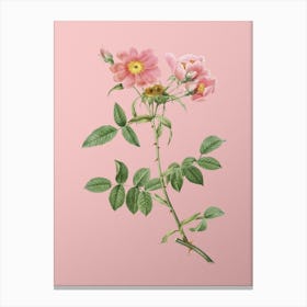 Vintage Lady Monson Rose Bloom Botanical on Soft Pink n.0727 Canvas Print