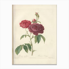 Rose Illustration, Pierre Joseph Redoute (11) Canvas Print