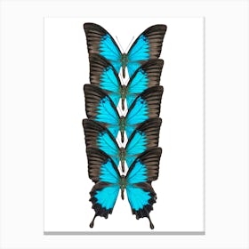Row Of Blue And Black Butterflies Canvas Print