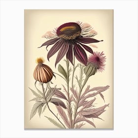 Echinacea Spices And Herbs Retro Drawing 2 Canvas Print