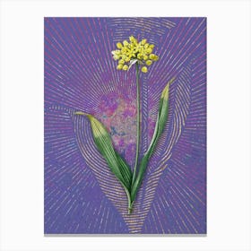 Vintage Golden Garlic Botanical Illustration on Veri Peri n.0971 Canvas Print