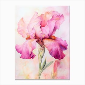 Pink Iris Canvas Print