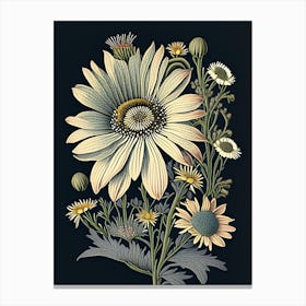 Osteospermum 1 Floral Botanical Vintage Poster Flower Canvas Print