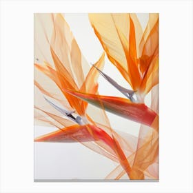 Bird Of Paradise 4 Canvas Print