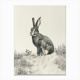 Belgian Hare Drawing 3 Canvas Print