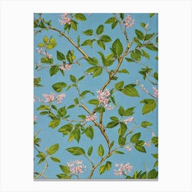 Crepe Myrtle tree Vintage Botanical Canvas Print