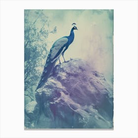 Vintage Turquoise Peacock On A Rock Photography Style 1 Canvas Print