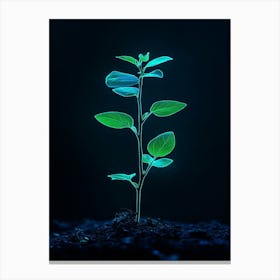 Plant Growing On Black Background 6 Canvas Print