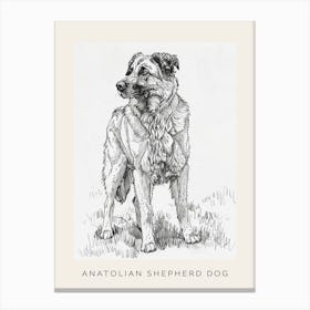 Anatolian Shepherd Dog Line Sketch 2 Poster Canvas Print