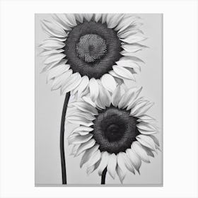 Sunflower B&W Pencil 2 Flower Canvas Print
