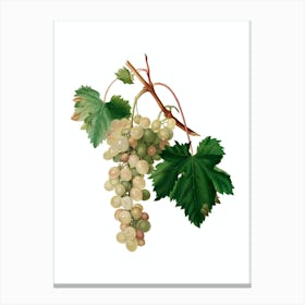 Vintage Muscat Grape Botanical Illustration on Pure White n.0521 Canvas Print