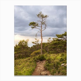 Lone Tree In The Forest Canvas Print