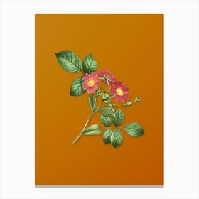 Vintage Redleaf Rose Botanical on Sunset Orange n.0721 Canvas Print