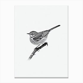 Hermit Thrush B&W Pencil Drawing 2 Bird Canvas Print