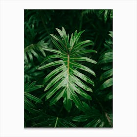 Philodendron Canvas Print