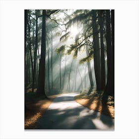 Road In The Woods 1 Canvas Print