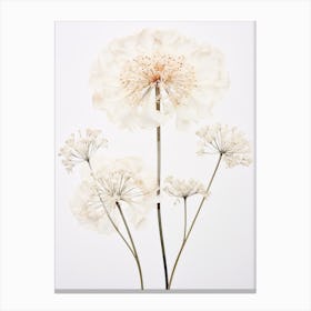 Pressed Wildflower Botanical Art Queen Annes Lace 1 Canvas Print
