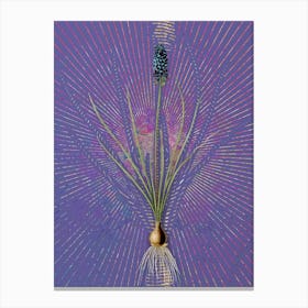 Vintage Grape Hyacinth Botanical Illustration on Veri Peri n.0083 Canvas Print