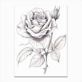 Roses Sketch 28 Canvas Print