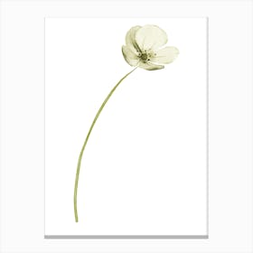 Single White Flower Canvas Print