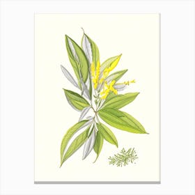 Lemon Verbena Spices And Herbs Pencil Illustration 1 Canvas Print