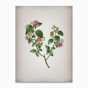 Vintage Crossberry Botanical on Parchment n.0154 Canvas Print